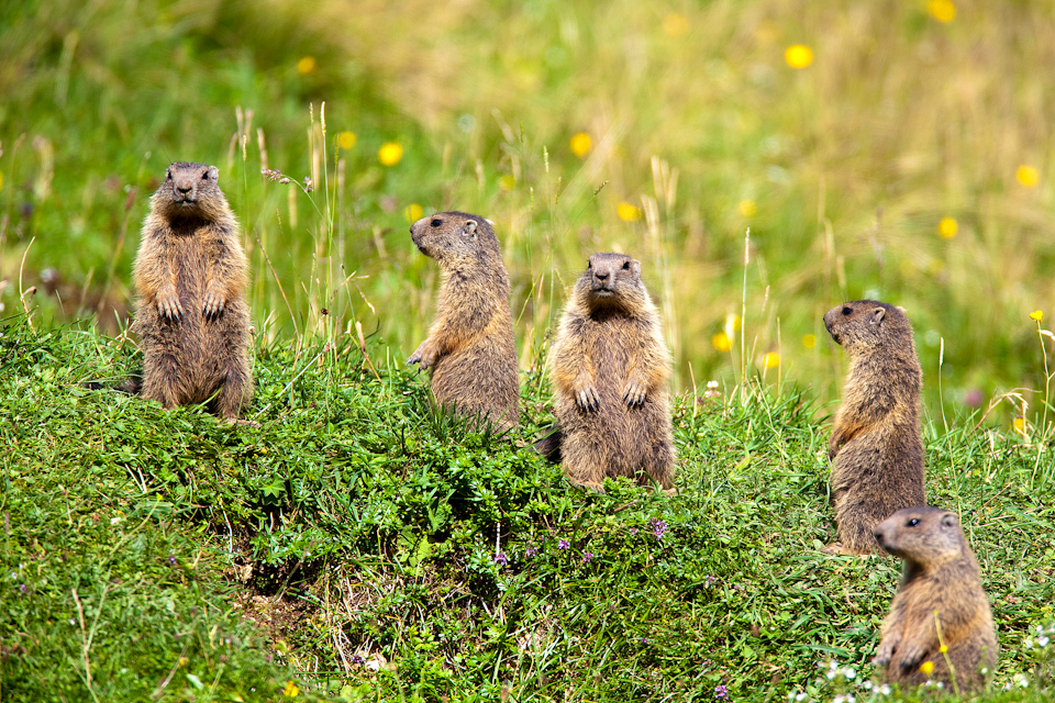 Familientreffen im Nationalpark Berchtesgaden