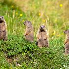 Familientreffen im Nationalpark Berchtesgaden