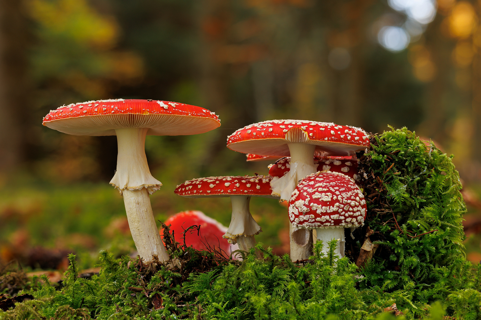 Familientreffen im Wald