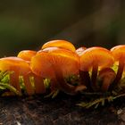 Familientreffen im Wald während des Regens