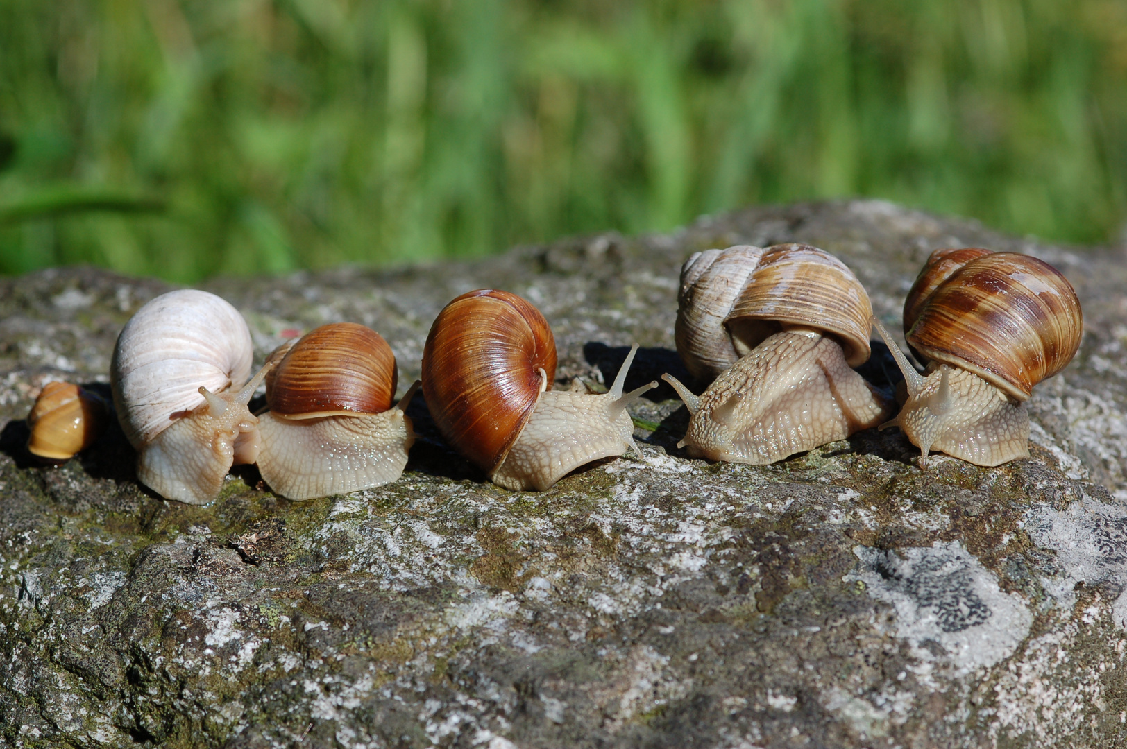 Familientreffen......nach Jahrelanger Anreise.