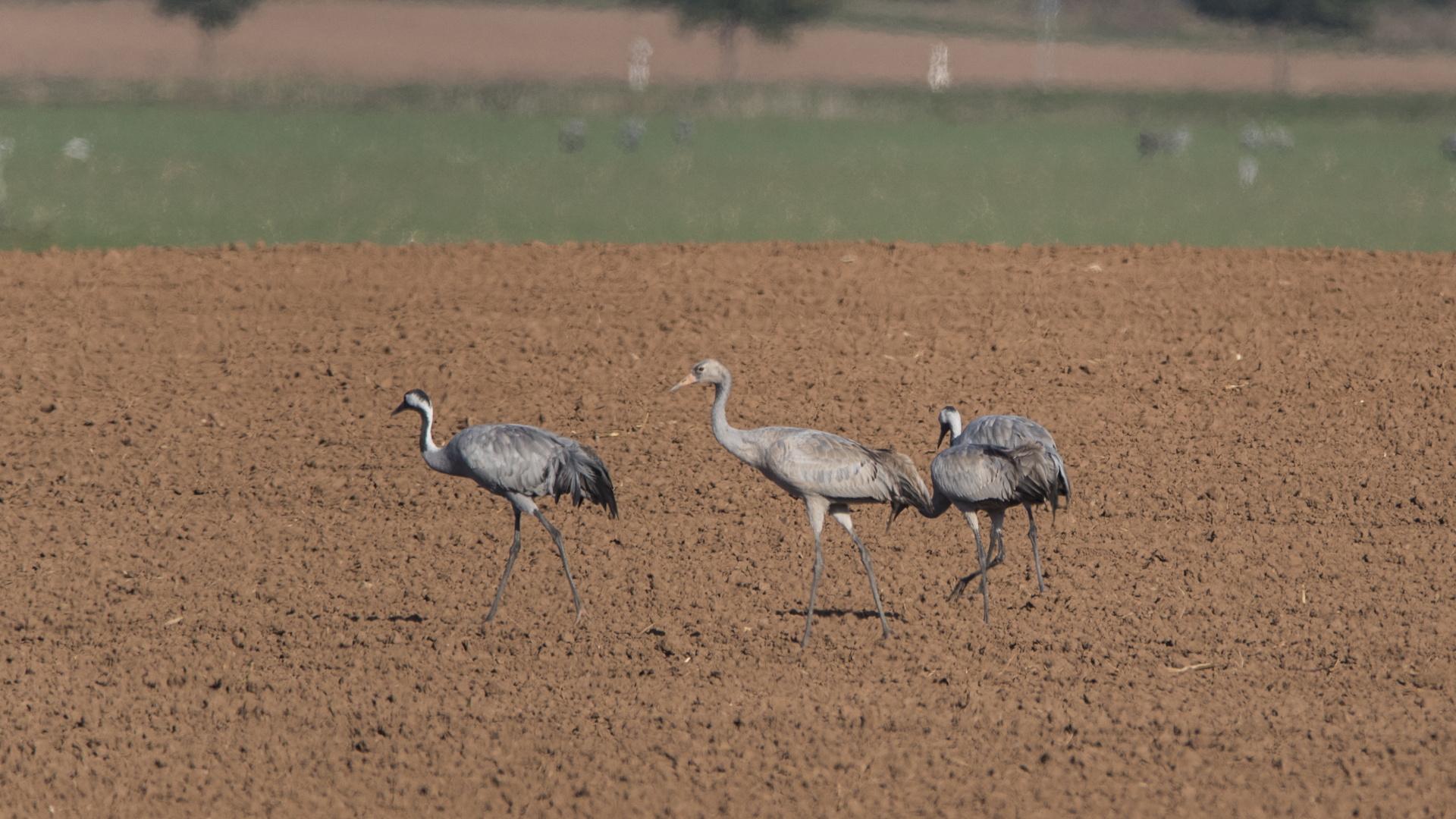 Familienverband