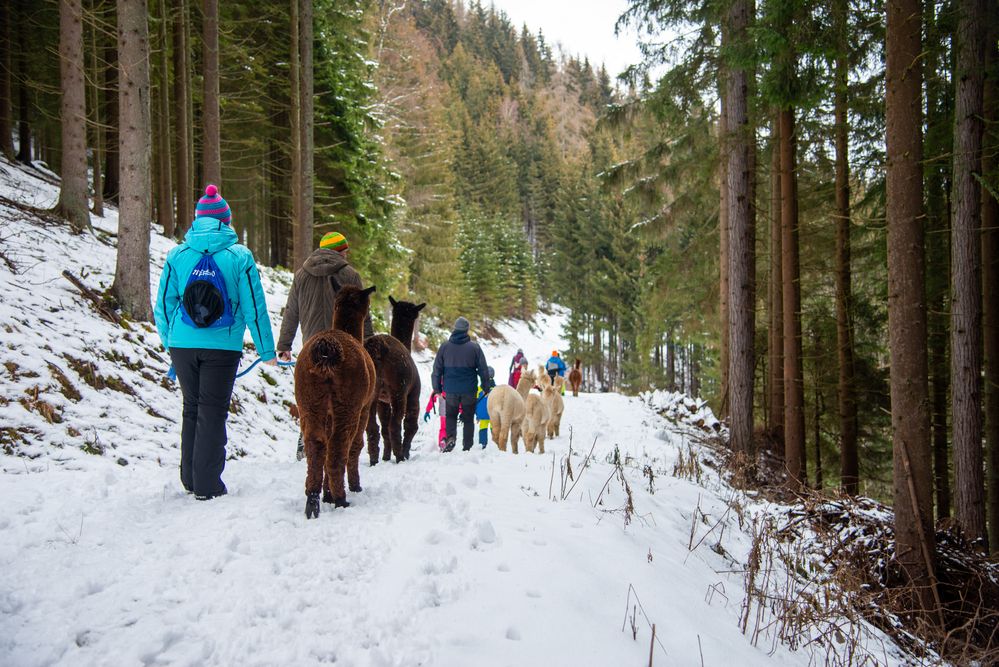 Familienwanderung mit Alpakas