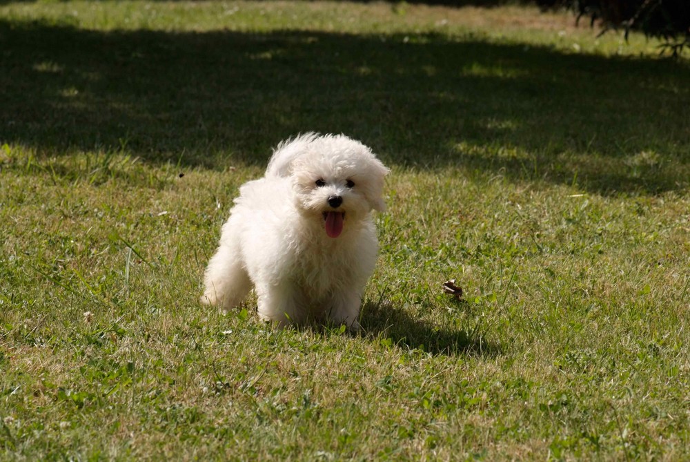 Familienzuwachs Bichon-Frise