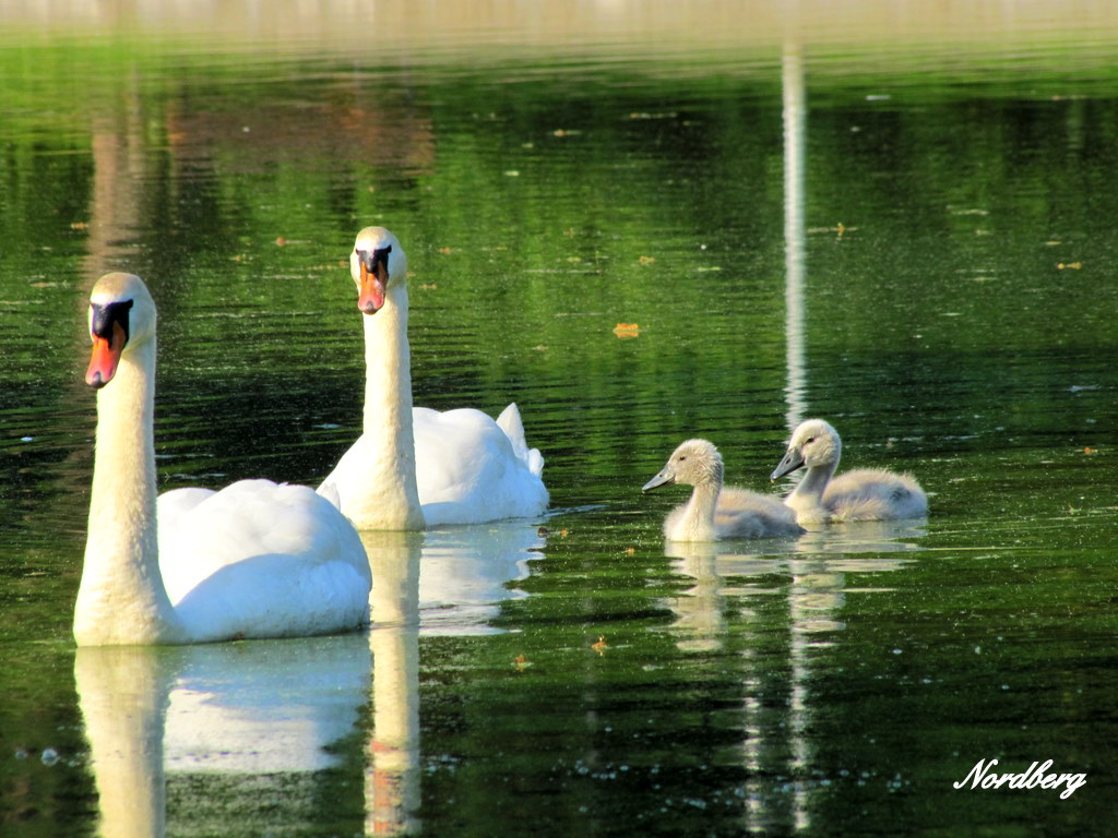 Familienzuwachs im DFG