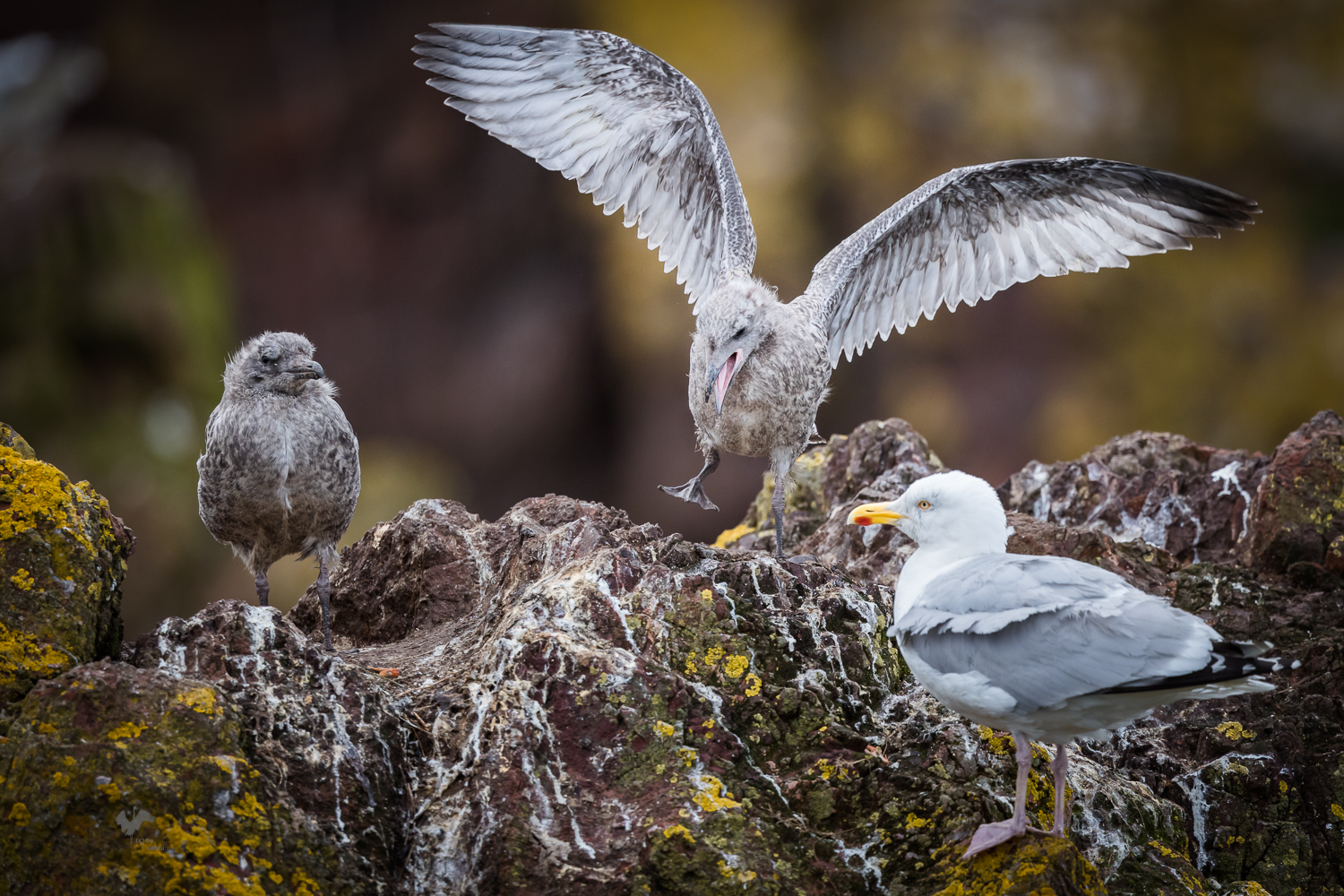 * familie.silber.möwe *