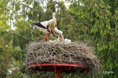 Familie_Storch