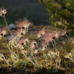 Familietreffen