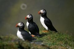 Familiy Puffin