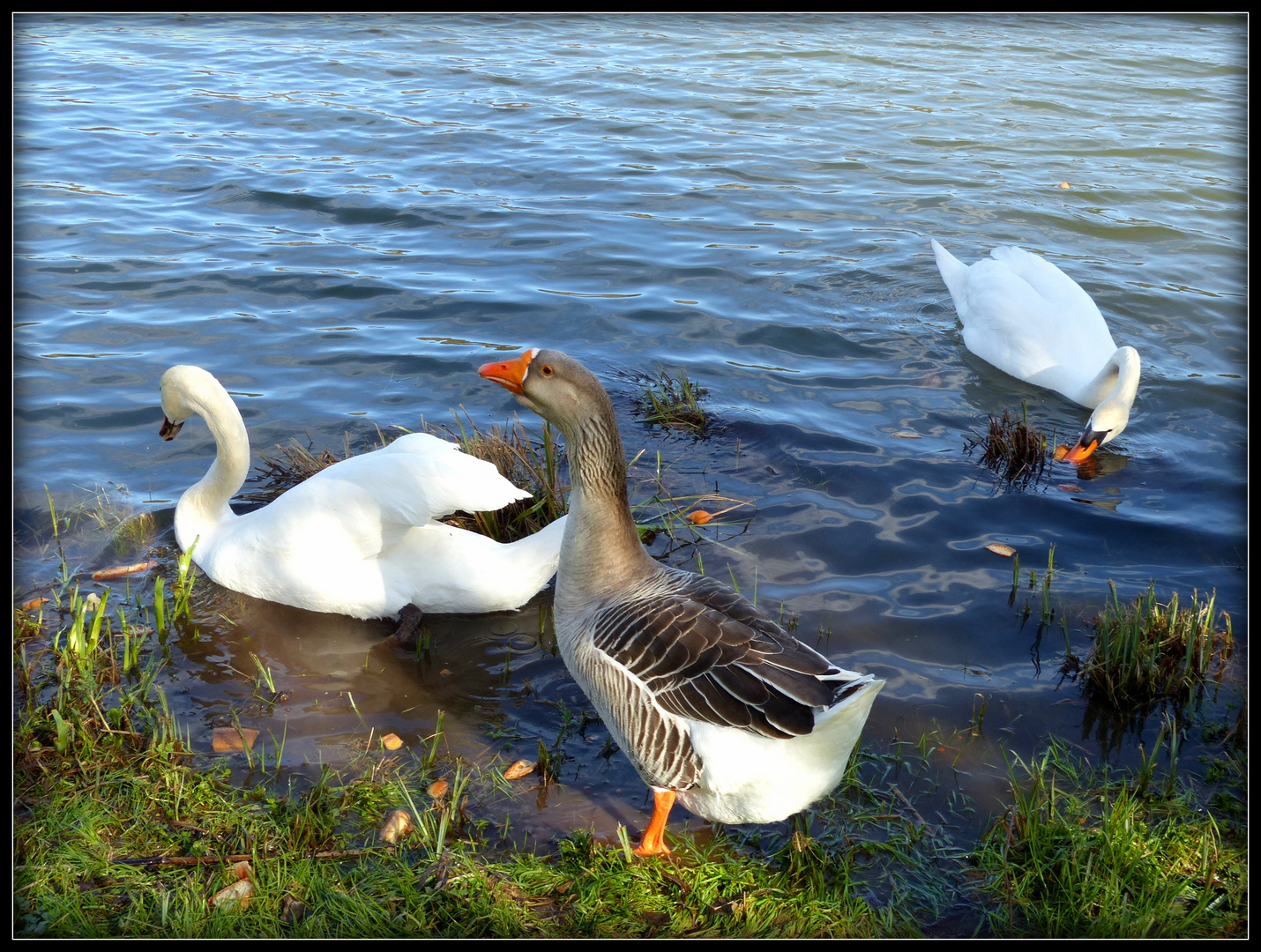 Famille 