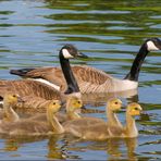 Famille bernache au bain