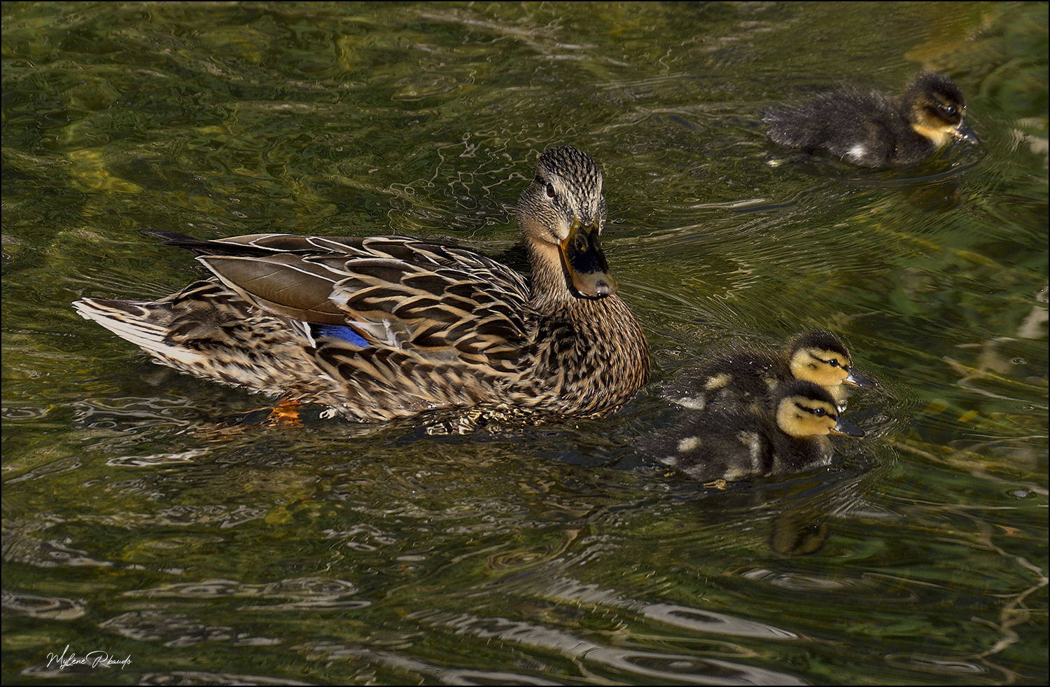 famille canards