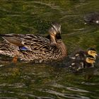 famille canards