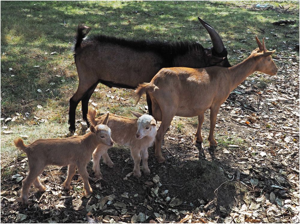 Famille caprine