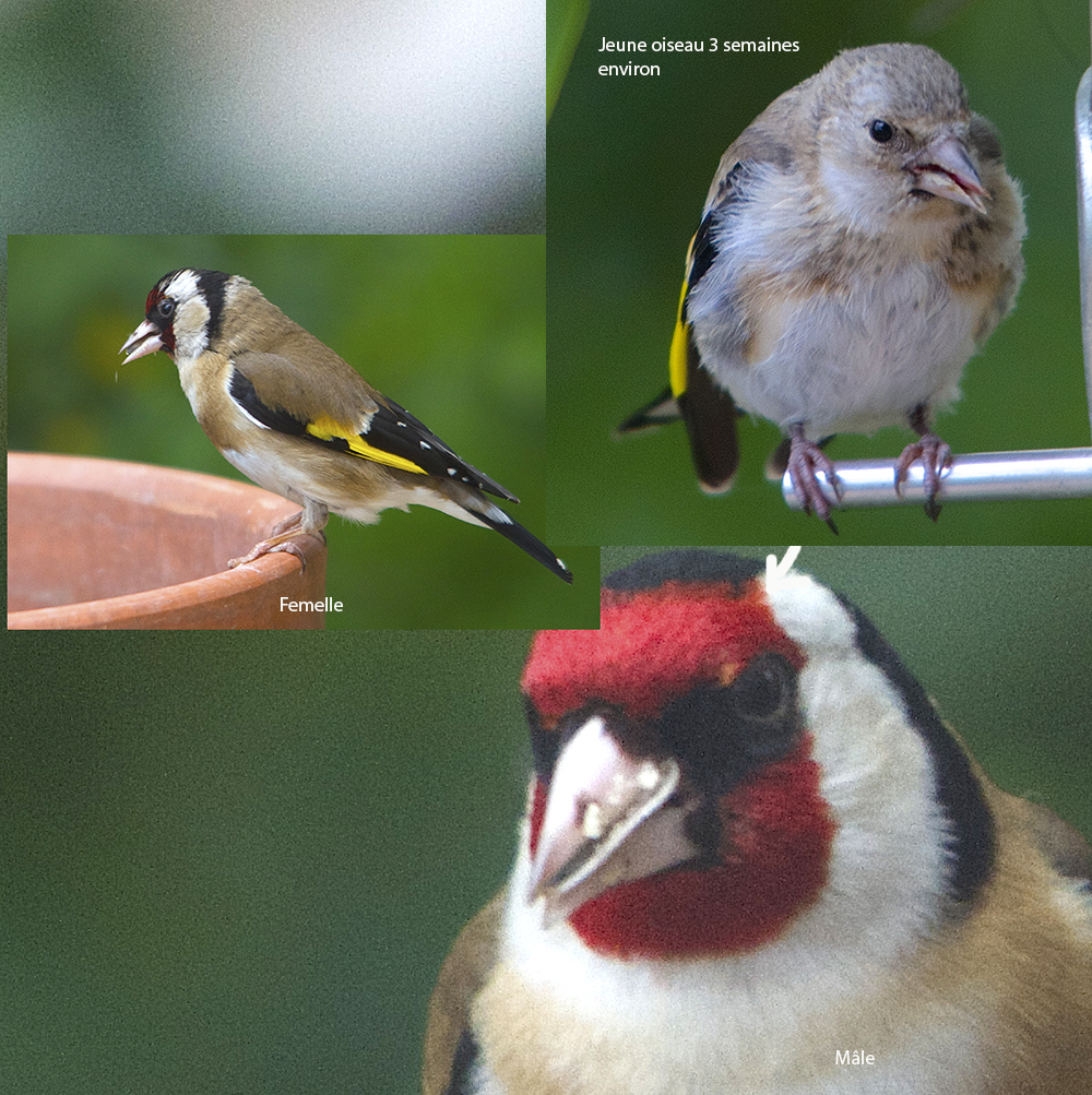 Famille Chardonneret