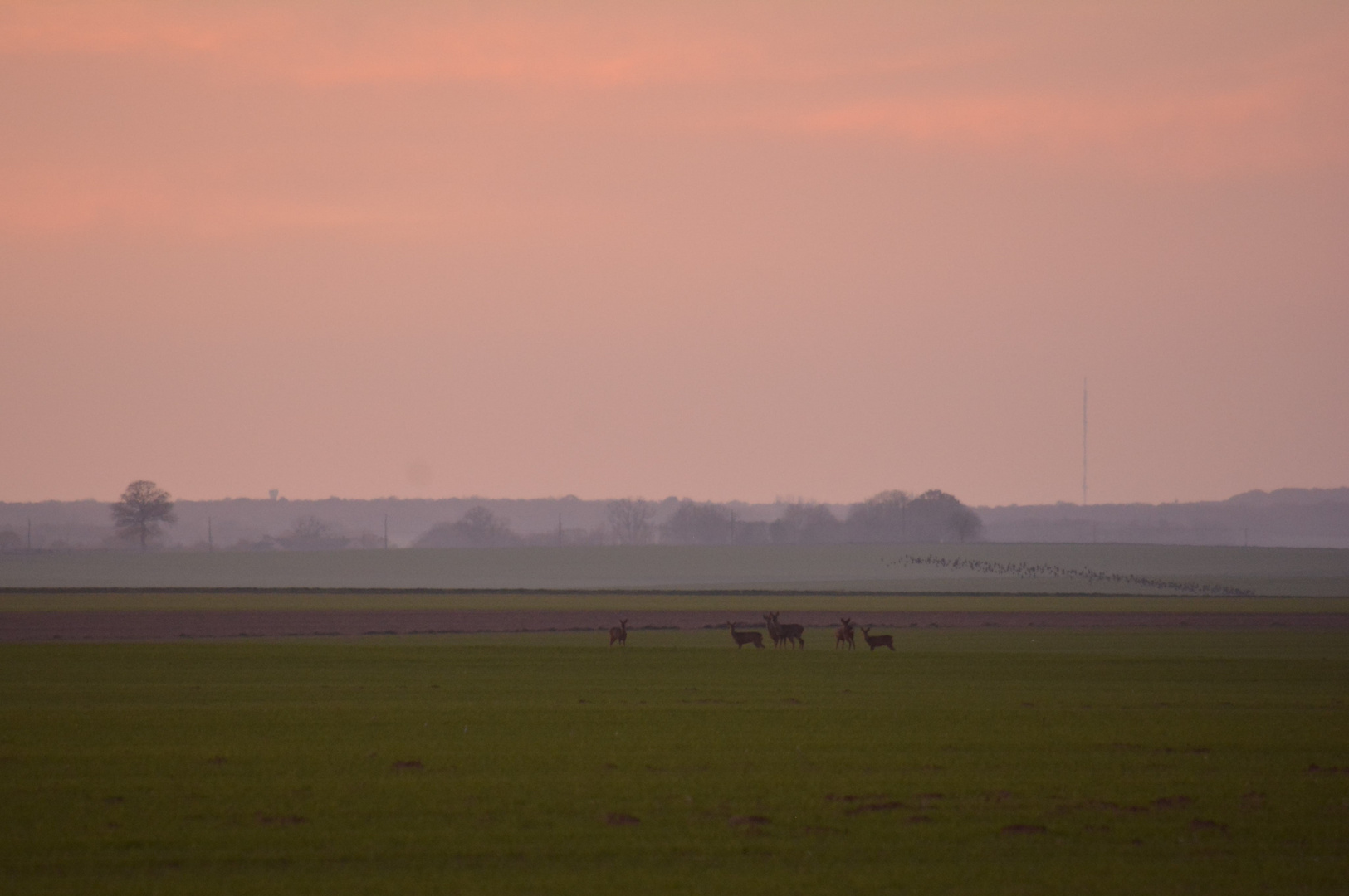 Famille chevreuil