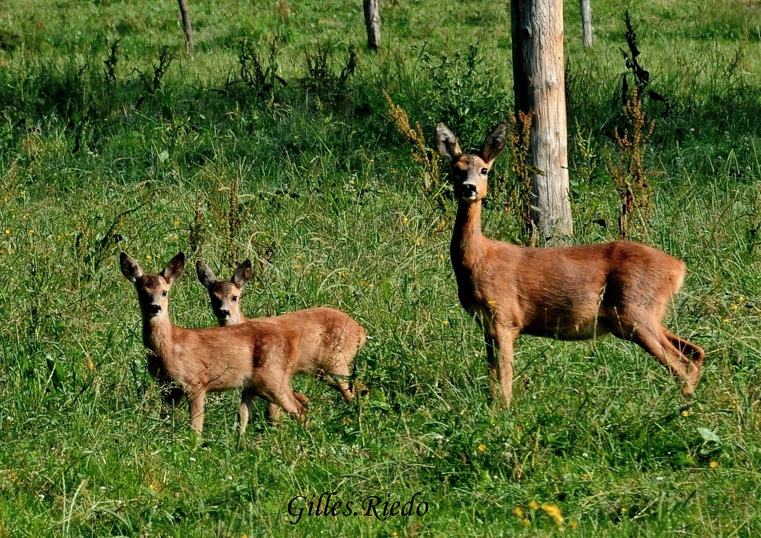 " famille chevreuil "