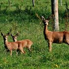 " famille chevreuil "