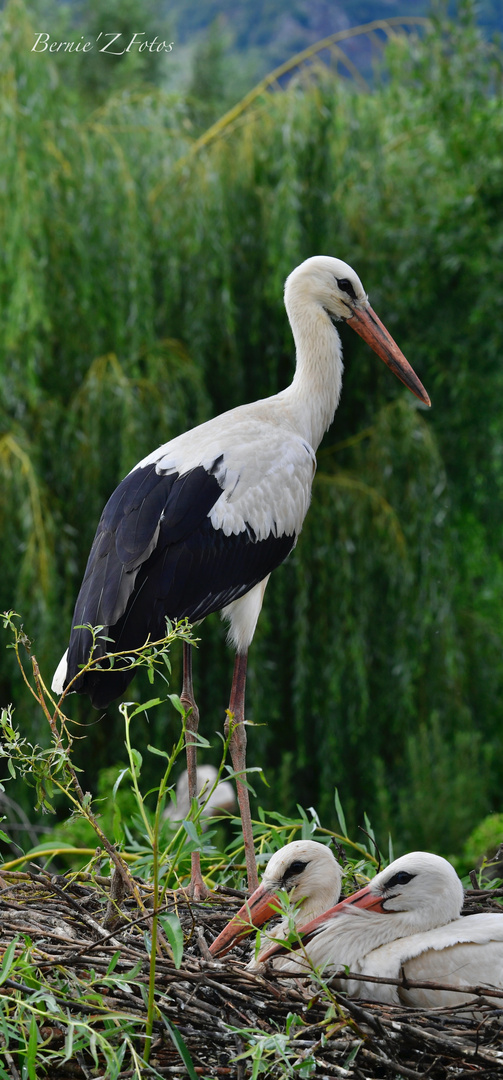 Famille cigogne