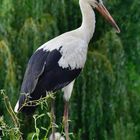 Famille cigogne