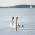 Famille Cygne