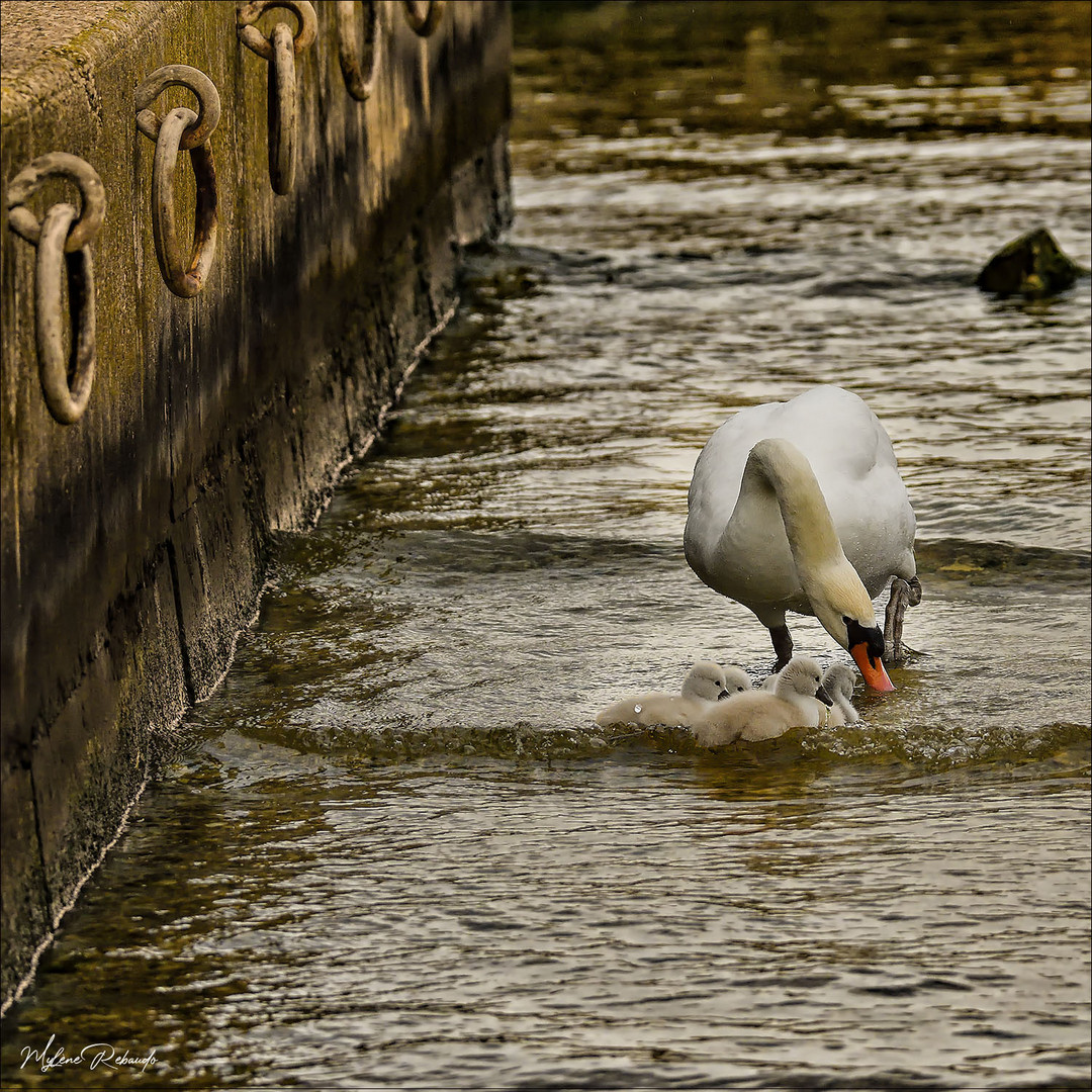 Famille cygne