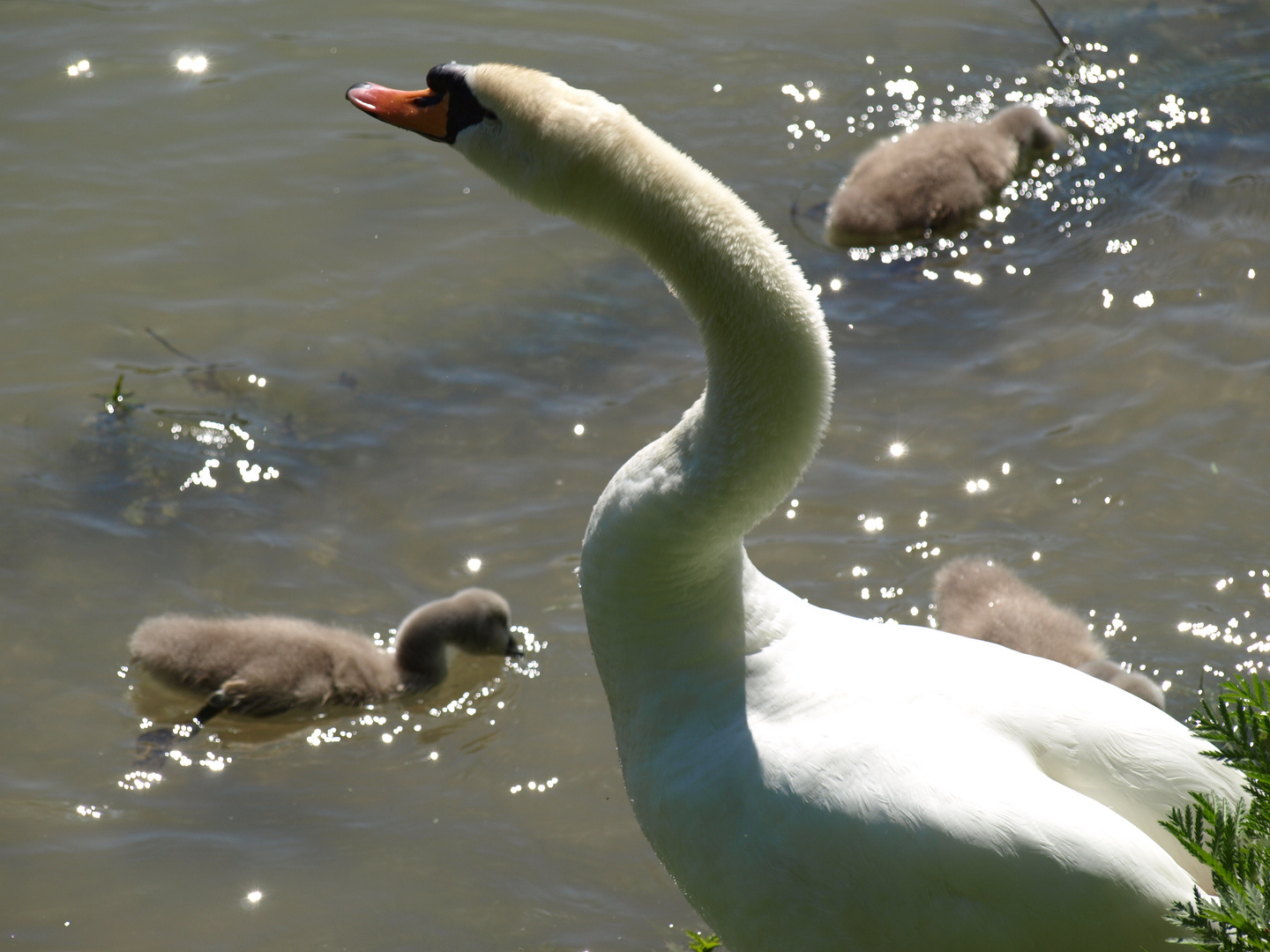 Famille cygne