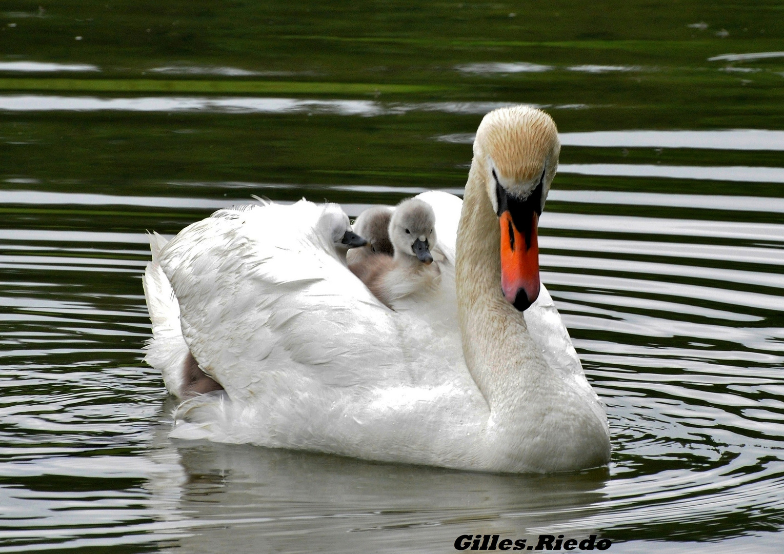 " famille Cygne "