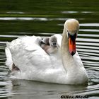 " famille Cygne "