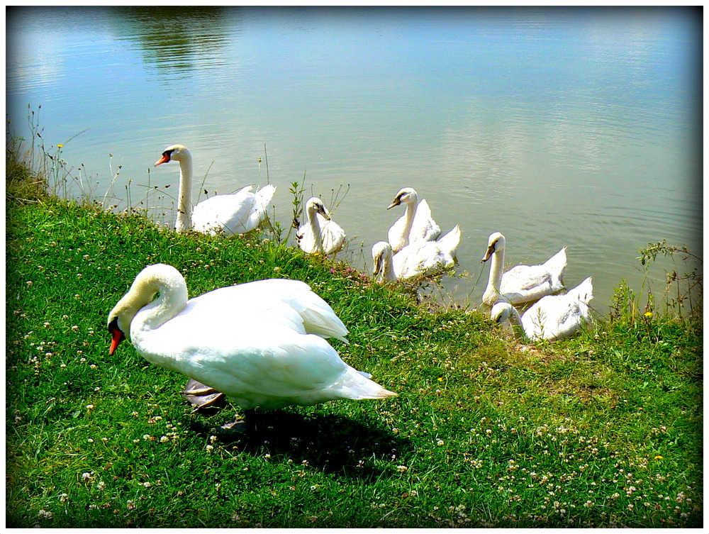 FAMILLE CYGNES