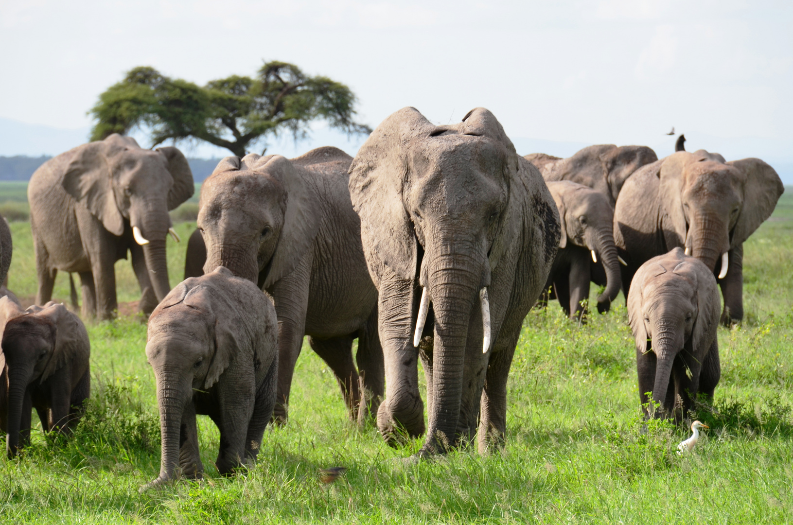 Famille d' éléphants