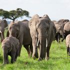 Famille d' éléphants