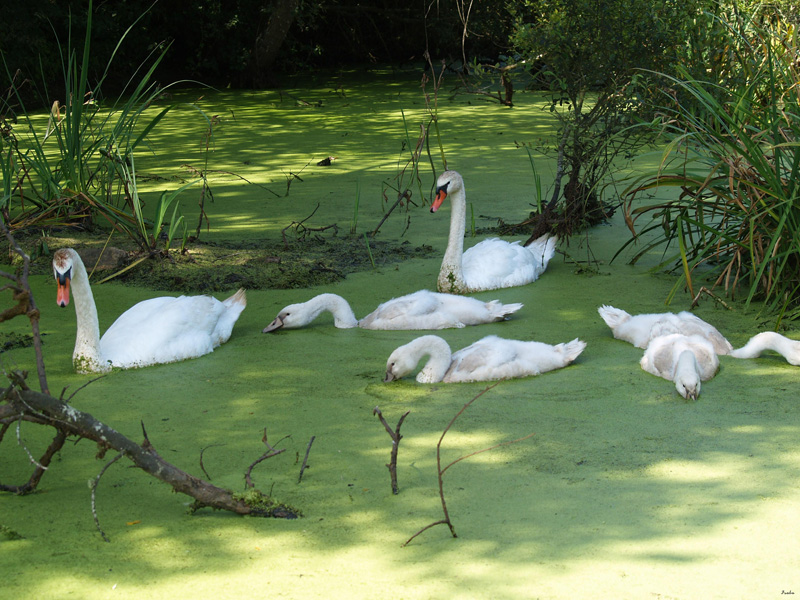 famille