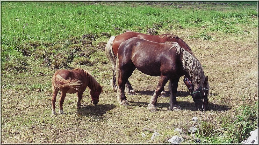 ..Famille..