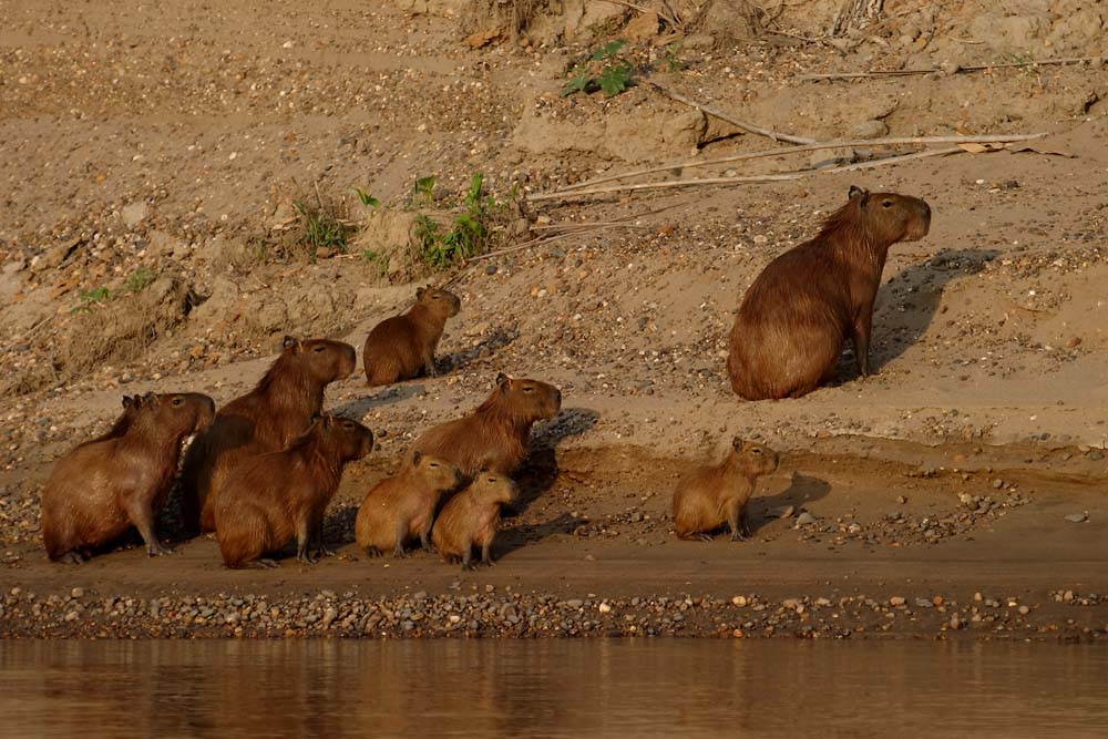 Famille de capybaras sur le Madre de Dios, Pérou