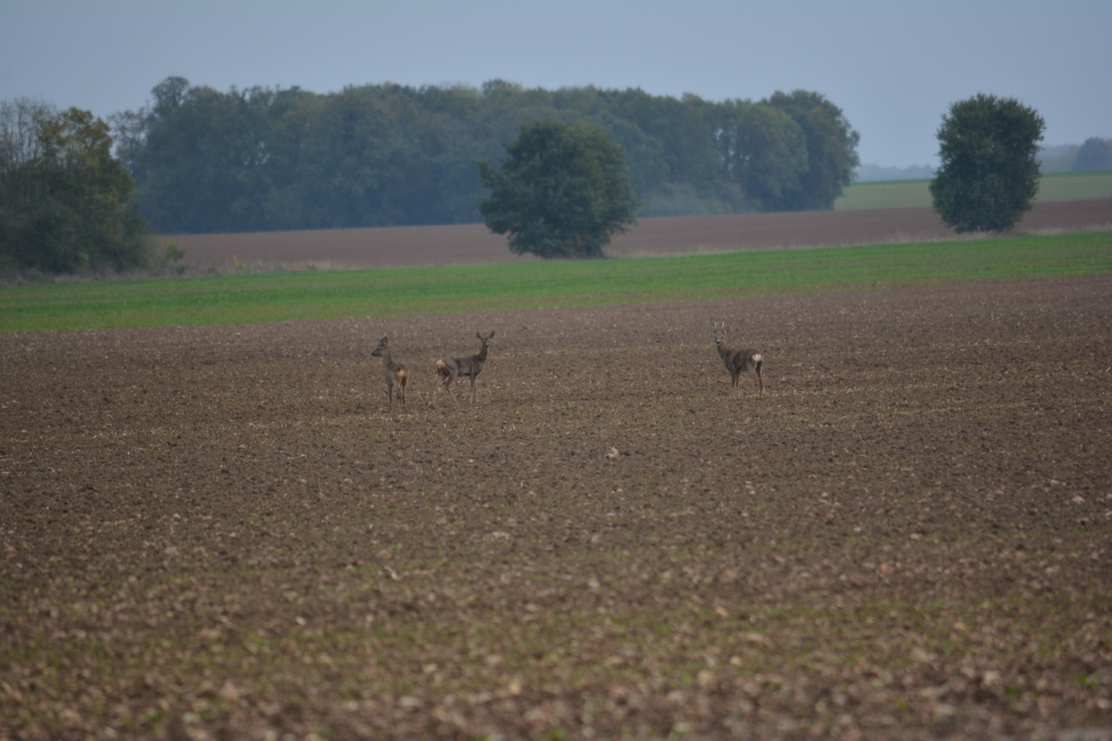 Famille de chevreuils