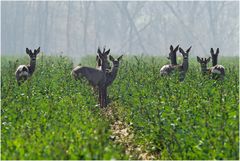 Famille de chevreuils