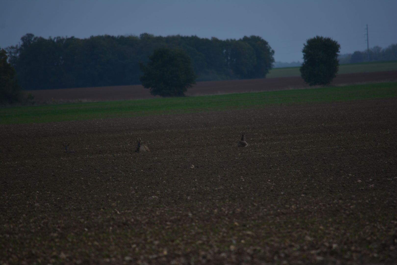 Famille de chevreuils