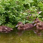 Famille de Colverts sauvages