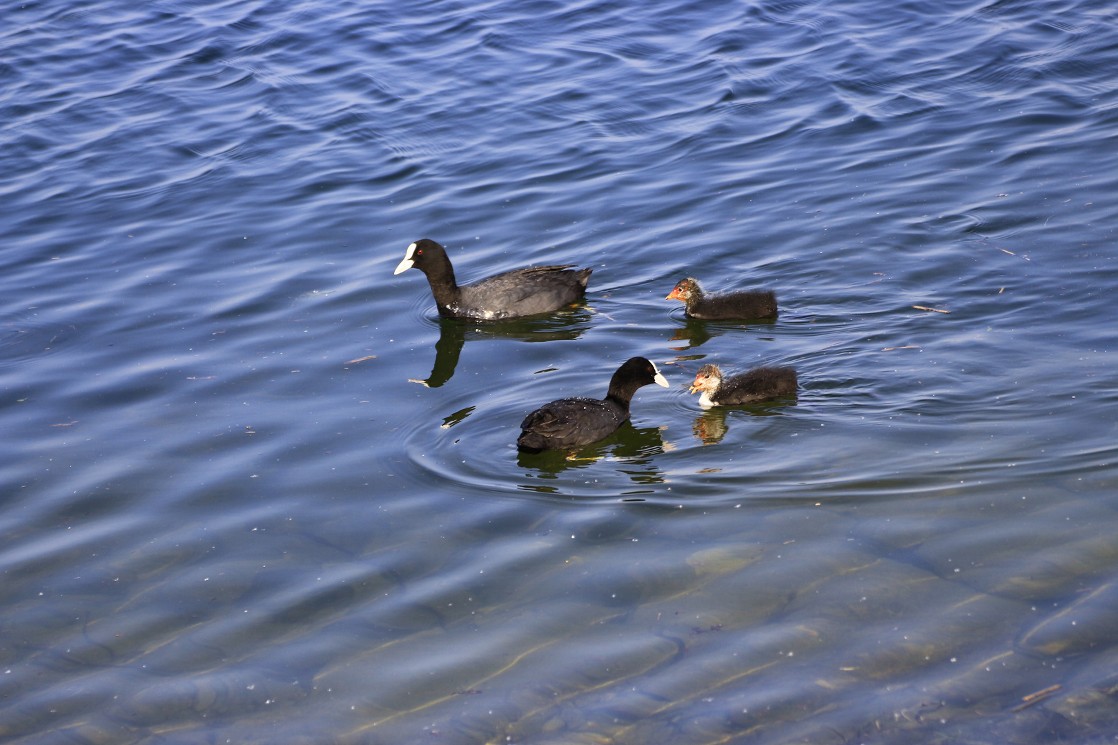 Famille de Foulque Macroule