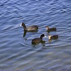 Famille de Foulque Macroule