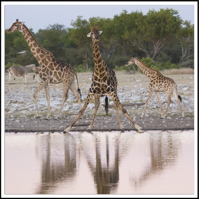 Famille de Giraffes