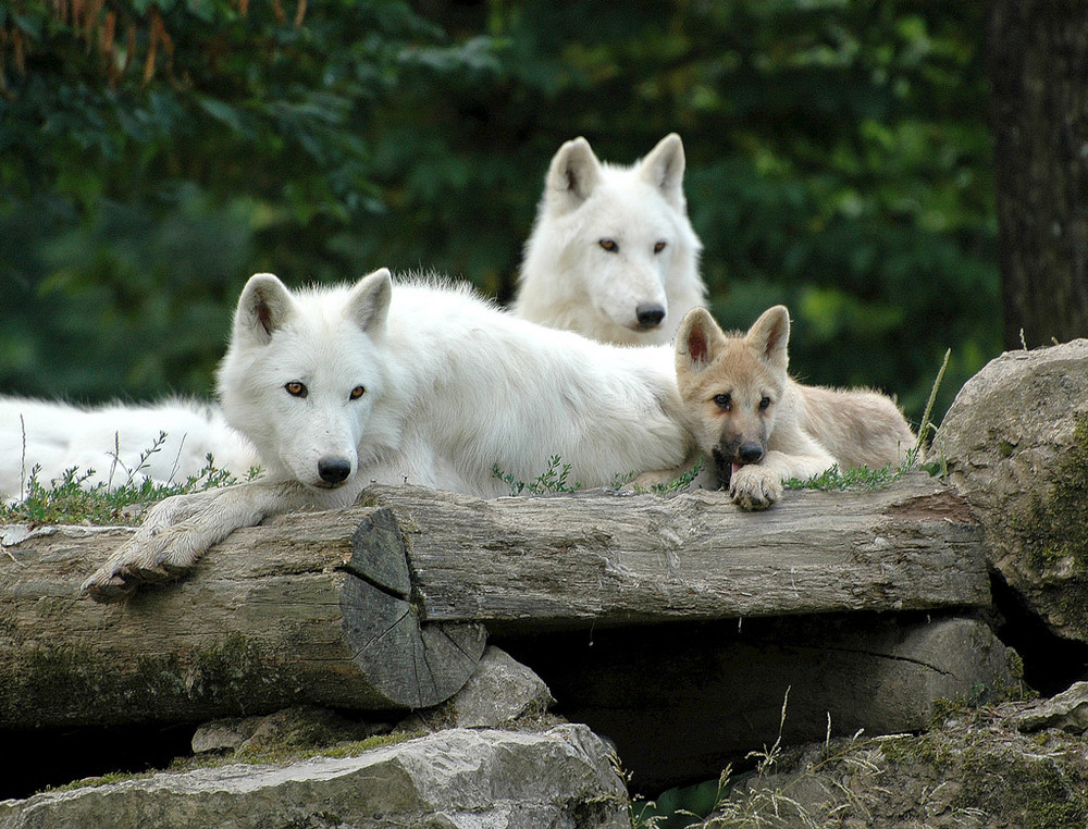 famille de loups blancs de Sibérie , nikon D70