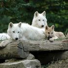 famille de loups blancs de Sibérie , nikon D70