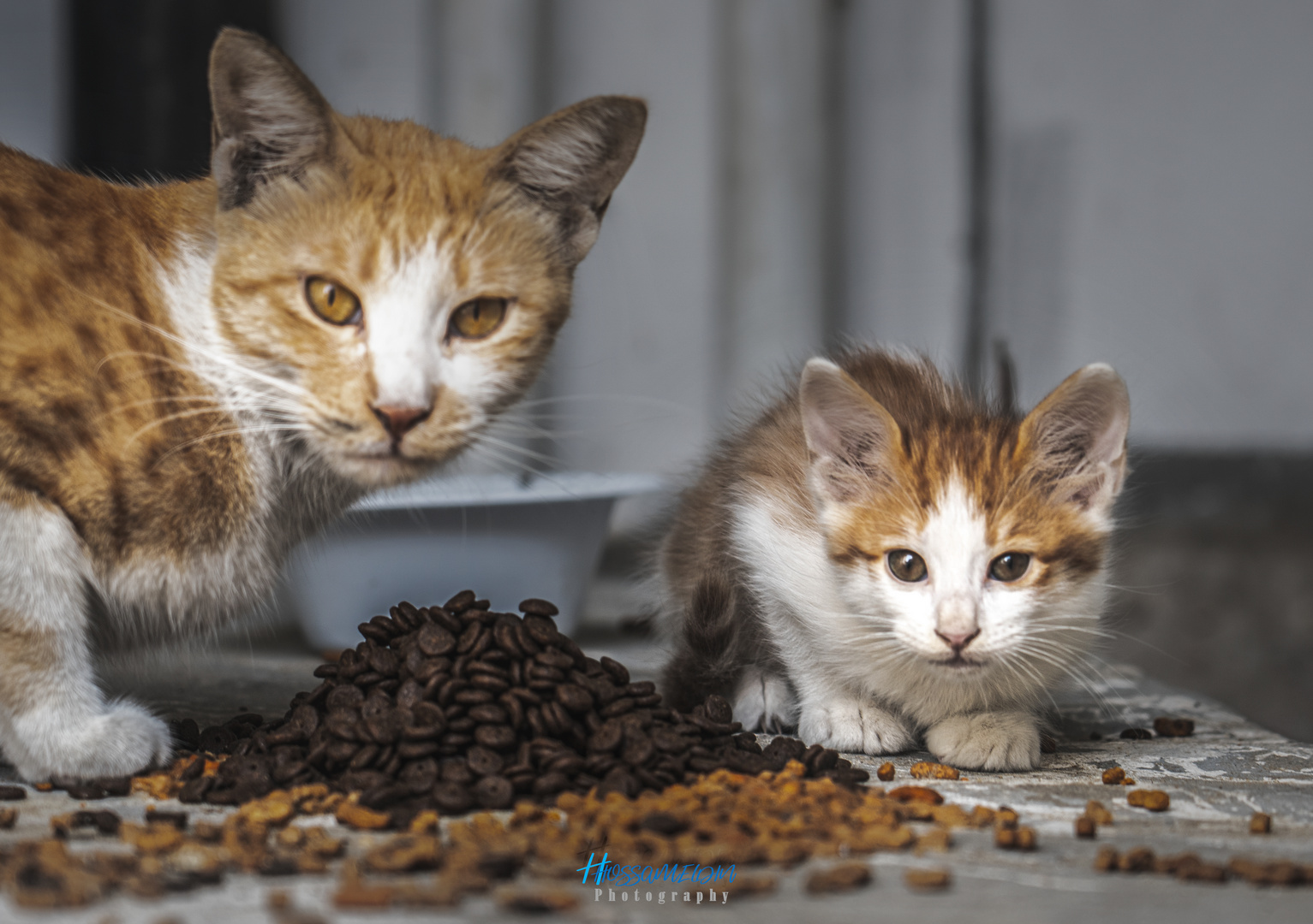 Famille de Mandarine