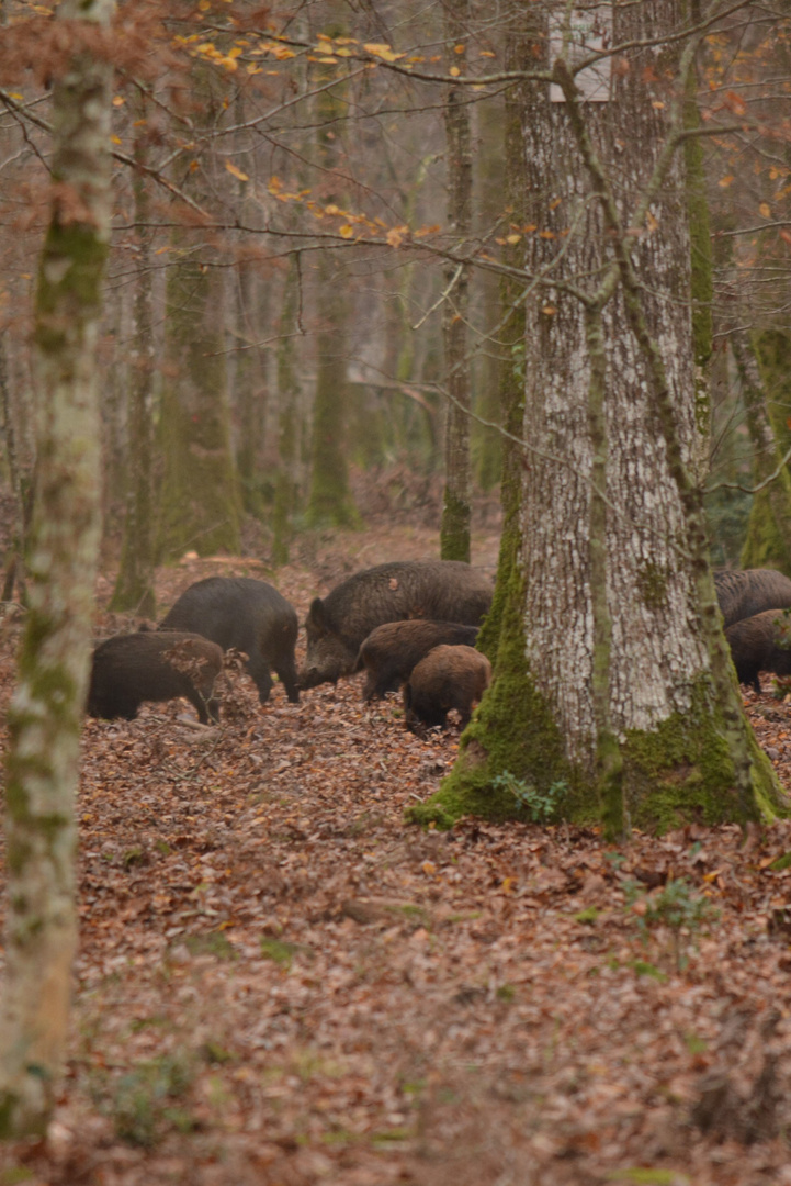 Famille de sangliers