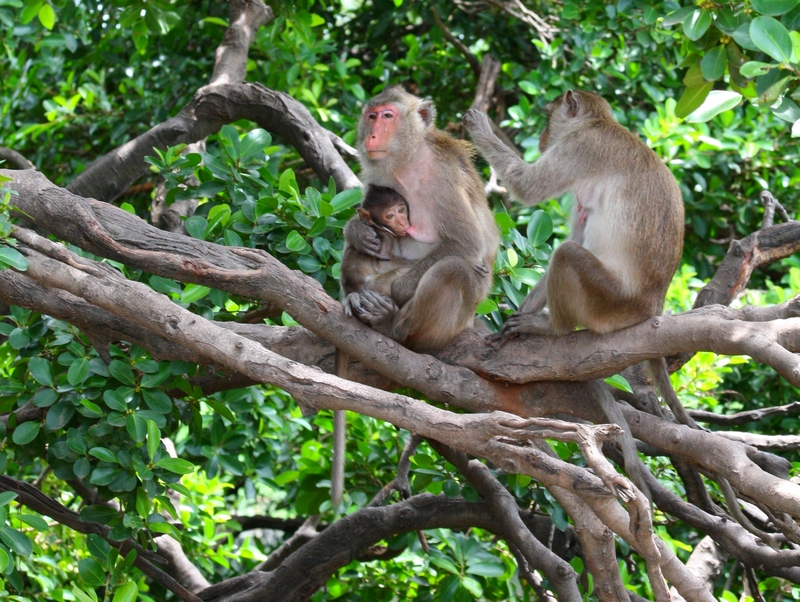 Famille de singes sauvages