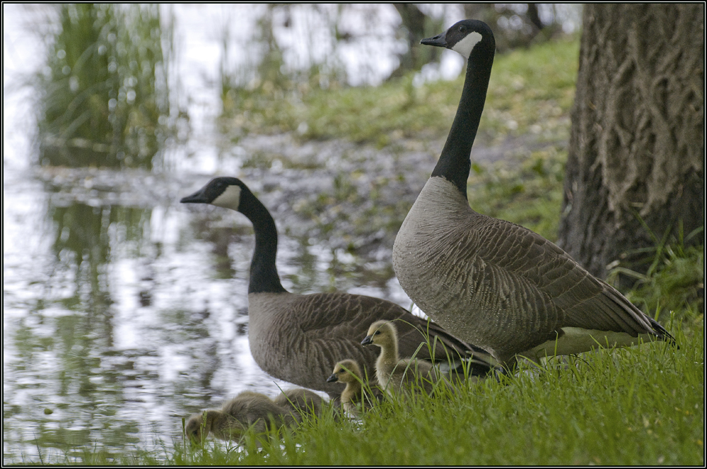 Famille d'oies bernaches