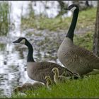 Famille d'oies bernaches