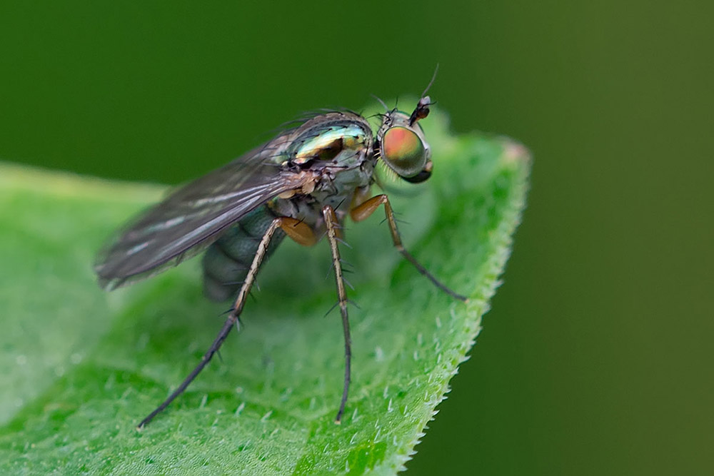 Famille Dolichopodidae ; Dolichopus sp.